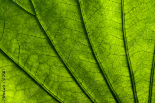 Lotus leaf close up, background`