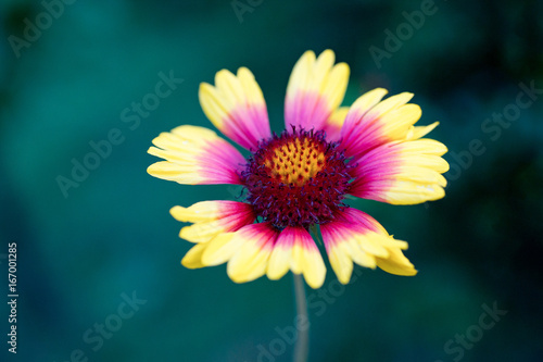 Flower of a common gaillardia  Gaillardia aristata . Blanket flowers