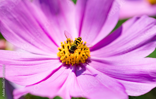 Bee collect pollen from pink flower (Cosmos bipinnatus)