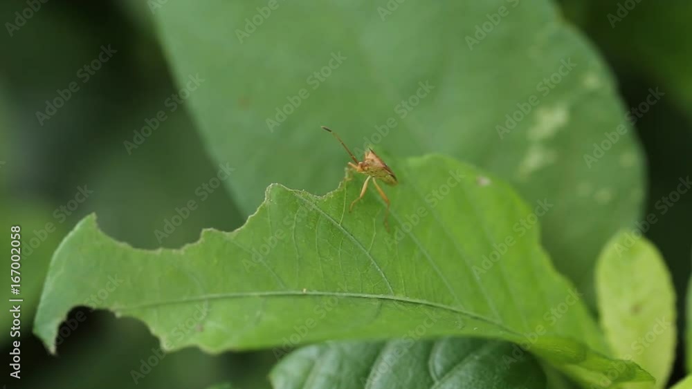 Insect on green grass in garden. Insect on green grass in garden.