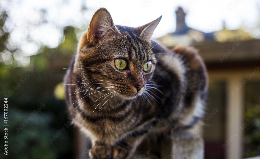 Tabby Cat on a garden fence