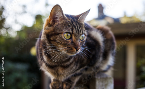 Tabby Cat on a garden fence © Lindford
