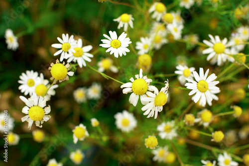 Summer field of daisy flowers