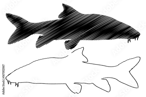 Vector silhouette of Barbel fish, (Barbus barbus),