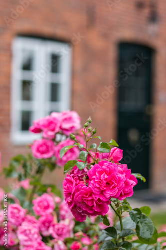 Fototapeta Naklejka Na Ścianę i Meble -  Flowers before old door of a frisian house in northern germany