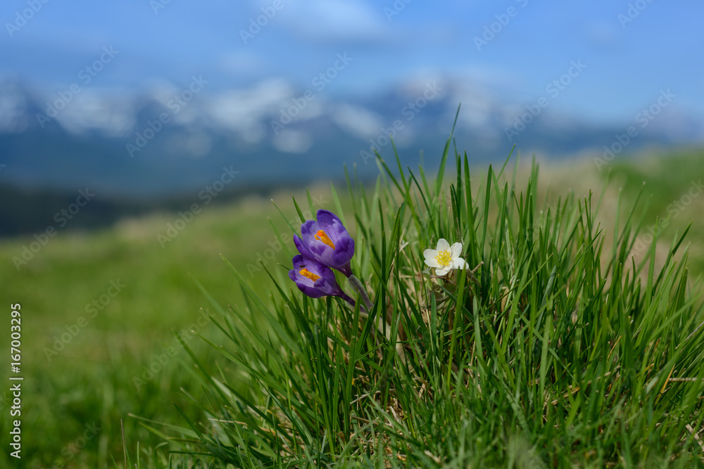 Obraz premium Spring crocus flowers in snow - in background snowy mountains 