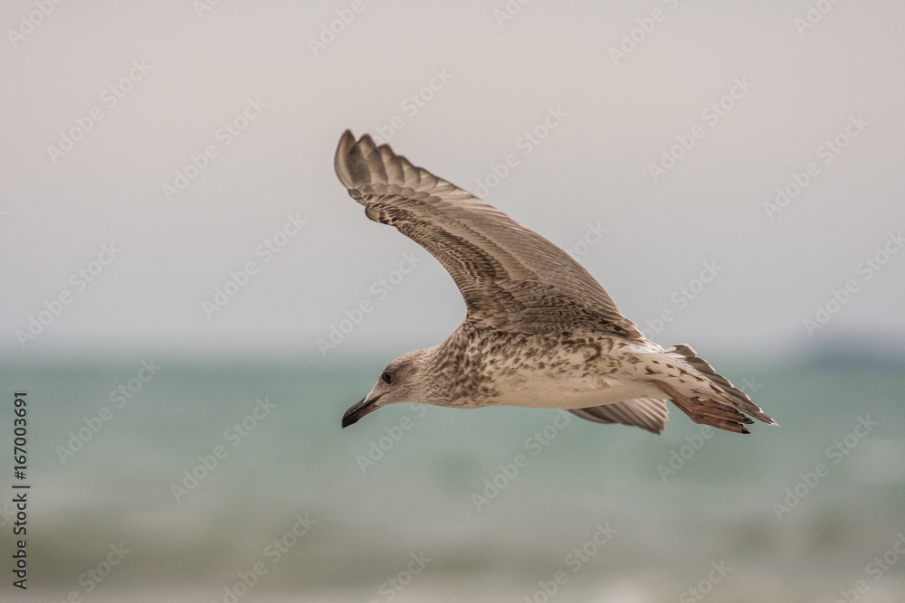 Naklejka premium Seagul on the beach