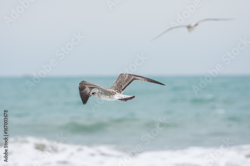 Seagul on the beach © Hristo