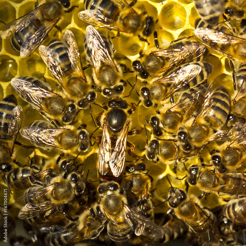 Queen bee lays eggs in the honeycomb