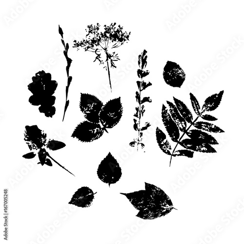 Set silhouettes of leaves black. Hand drawn vector illustrations on white background. Modern flat style.