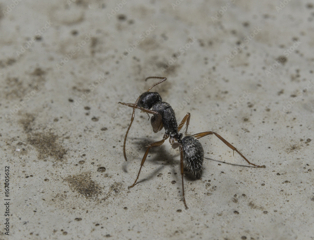 Ant grooming its self