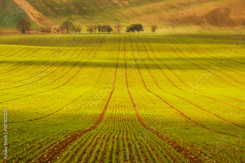 The green endless field with straight lines glowing in the sun with a group of of trees © Наталья Бозаджи