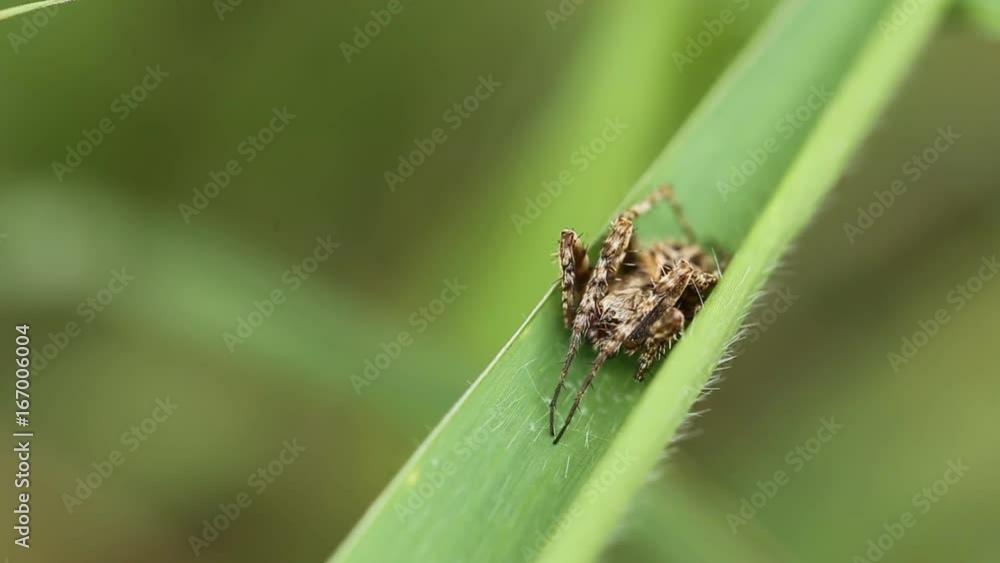 Spider on green grass. Spider on green grass.