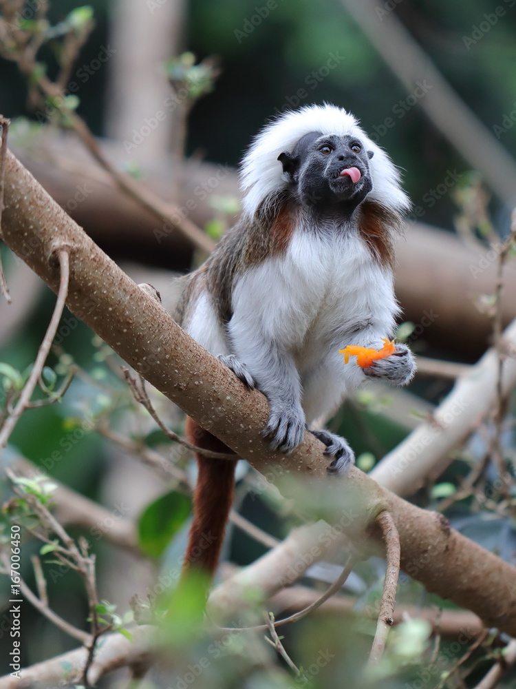 Obraz premium Tamarin pinché à crête blanche qui tire la langue