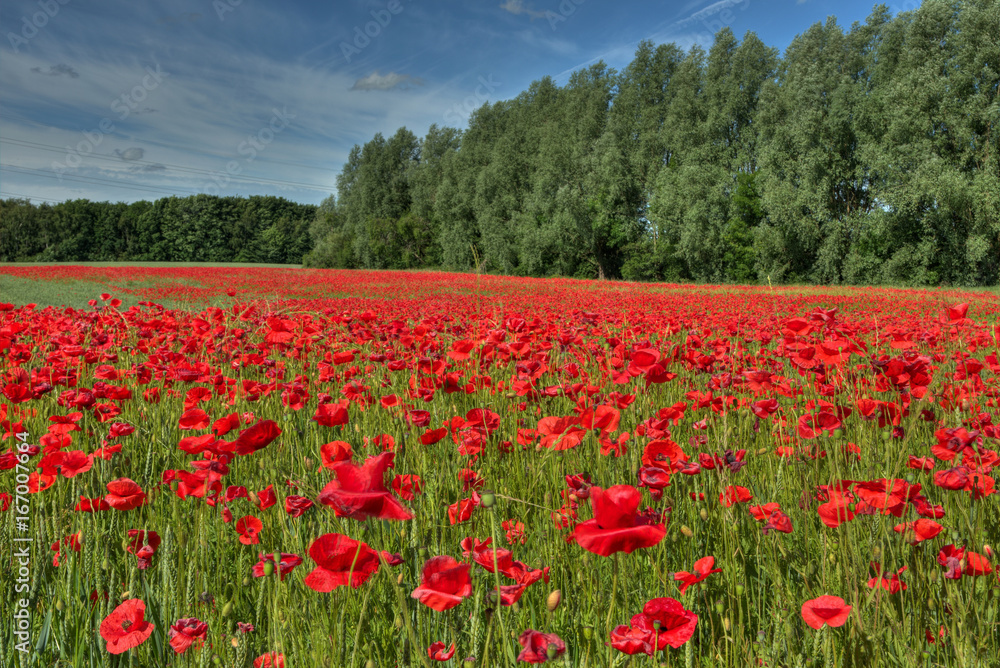 Poppies in cornfields