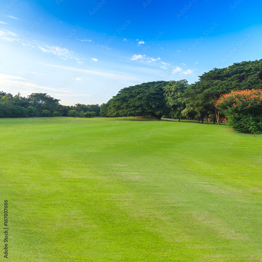 Green grass and trees in beautiful park under the blue sky Green grass and trees in beautiful park under the blue sky