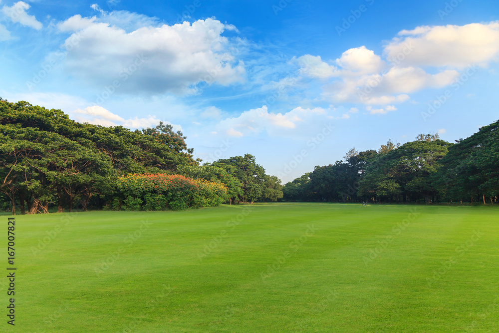 Green grass and trees in beautiful park under the blue sky Green grass and trees in beautiful park under the blue sky