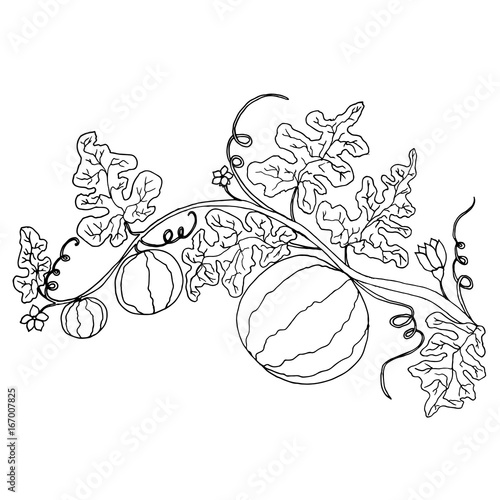 Cartoon black and white  watermelon in foliage and flowers isolated.