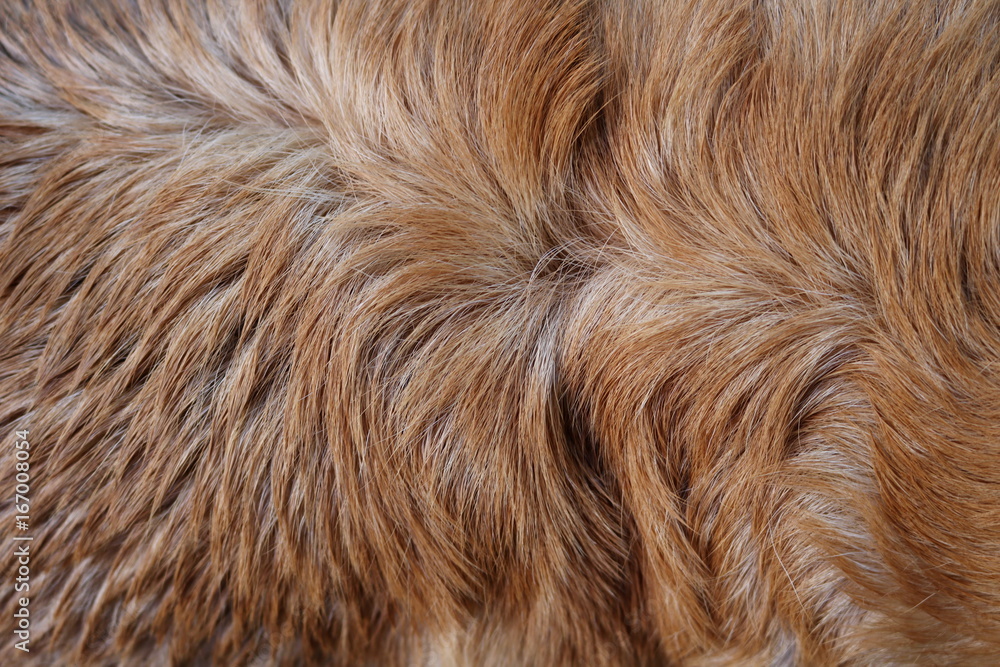 Background of the dog fur Background of the dog fur