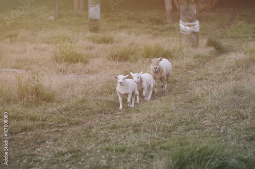 Family sheep