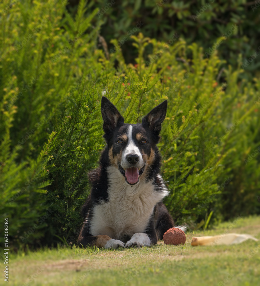 Olly the Collie.