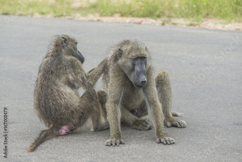 Manicure. These Baboons spend most of there time titivating and cursing favour. © Patrick