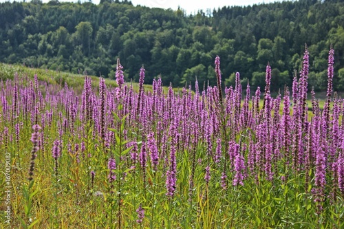 Gew  hnlicher Blutweiderich  Lythrum salicaria  im leeren Edersee an der Aseler Br  cke  