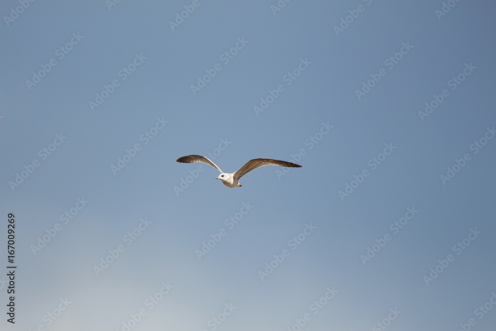 Obraz premium Flying seagull