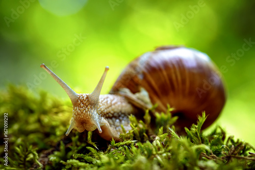 Helix pomatia also Roman snail, Burgundy snail