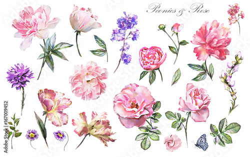 Fototapeta Naklejka Na Ścianę i Meble -  Set watercolor elements of flower rose, peonies, collection garden and wild flowers, leaves, branches, illustration isolated on white background,  pink  bud, herbs