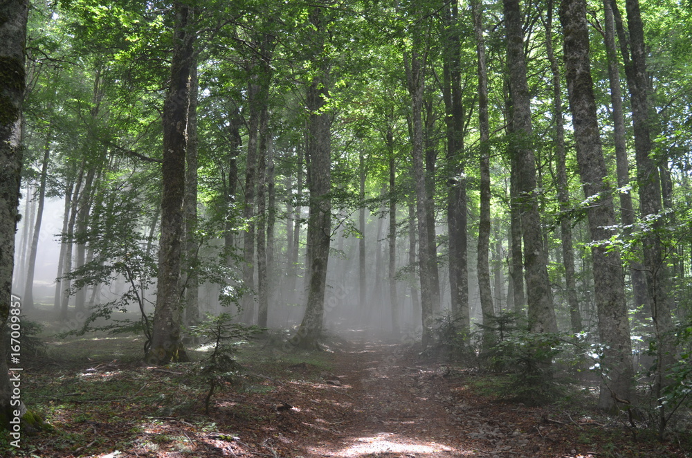 Obraz premium Bosco di Faggio nella nebbia
