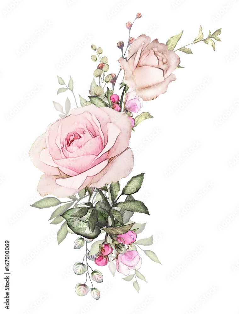 Set Watercolor Pink White Rose Petal Isolated on White Background.  Hand-drawn Botanical Flower for Valentine& X27;s Day or 8 Stock  Illustration - Illustration of floral, pink: 236248279