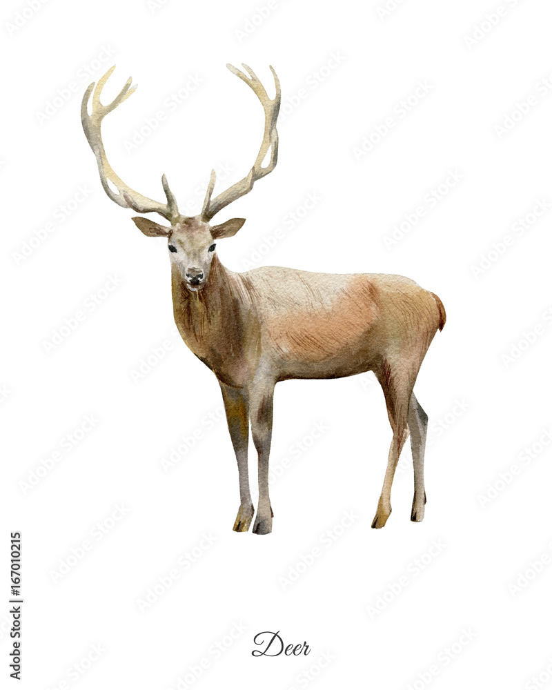 Obraz Ręcznie malowane akwarela plakat z jelenia