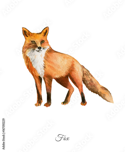 Handpainted watercolor poster with fox photo