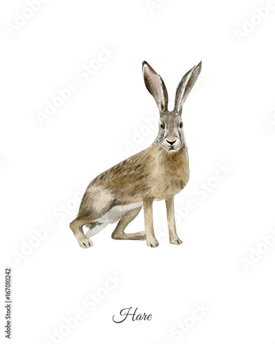 Photo Handpainted watercolor poster with hare