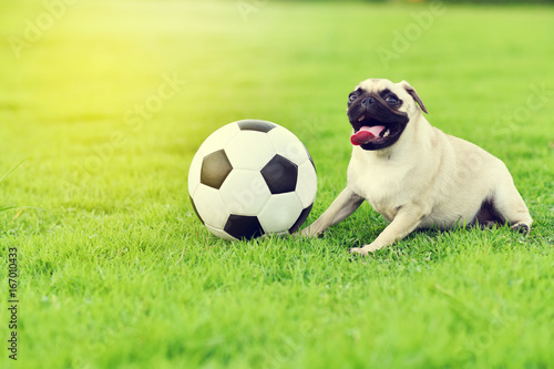 Cute fat Pug playing with ball in garden   © jarun011