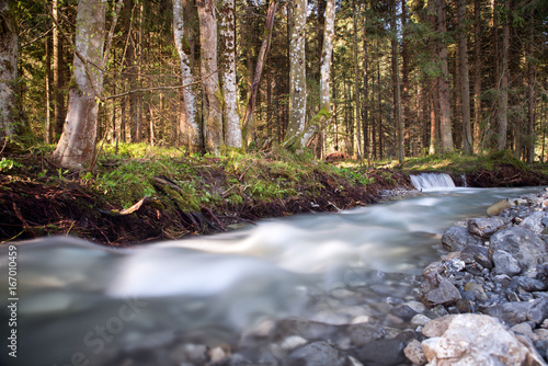 Stream in forest
