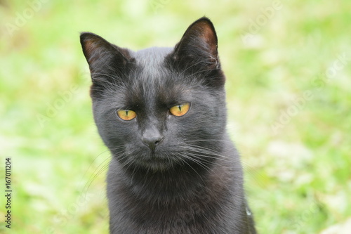 Черный кот портрет