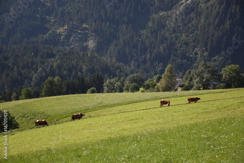 Osttirol, Pustertal, Pustertaler Höhenstraße, Lienzer Dolomiten, Berg, Tal, Straße, Bergstraße, Dorf, Sommer, Zentralalpen, Assling photo