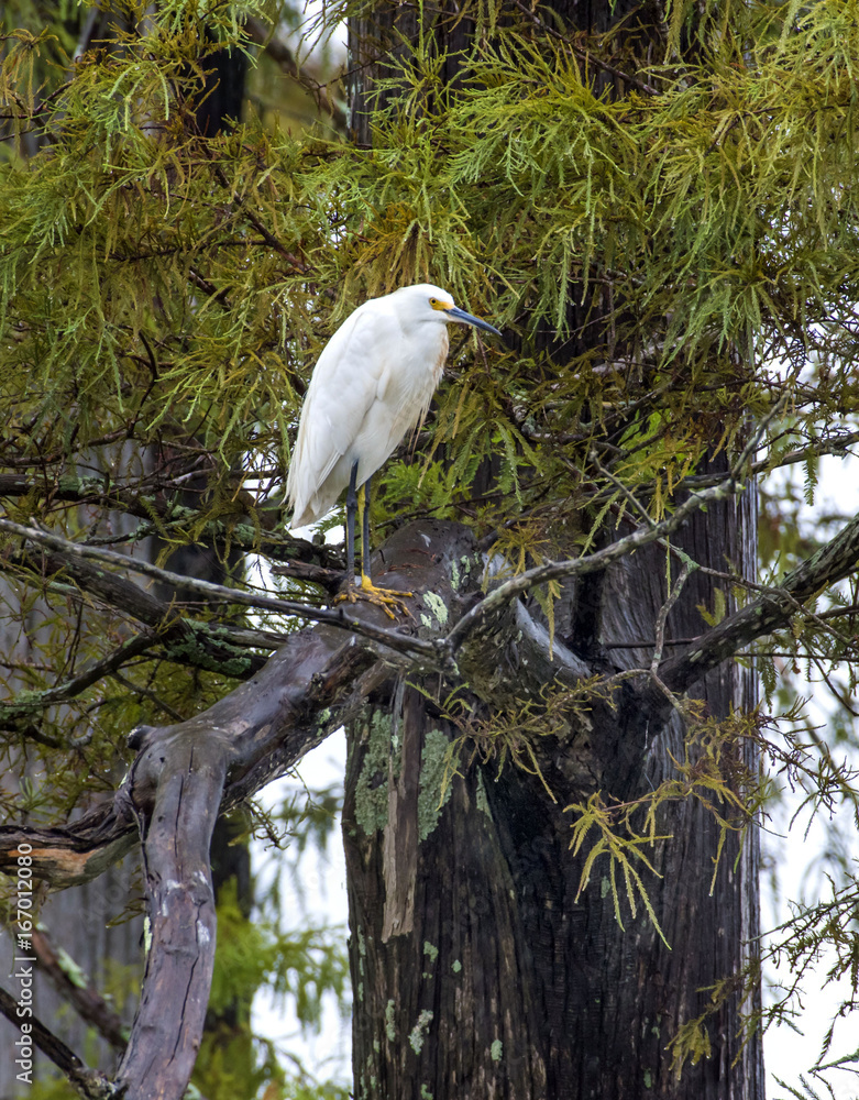 Фотография Snowy egret, Egretta thule