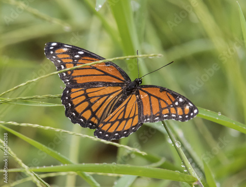 Monarch butterfly, female © Allen
