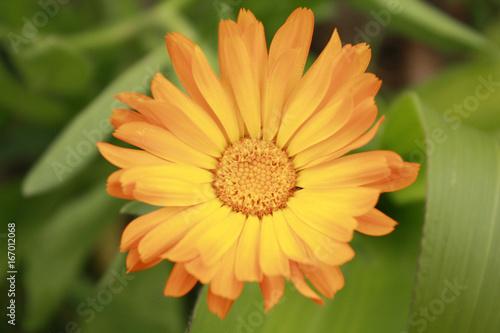 calendula