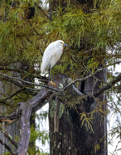 Fotografía Snowy egret, Egretta thule
