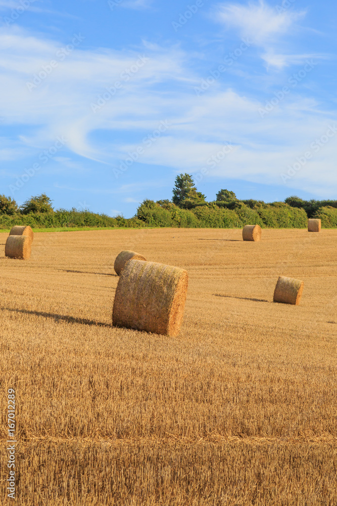 Harvest Landscape