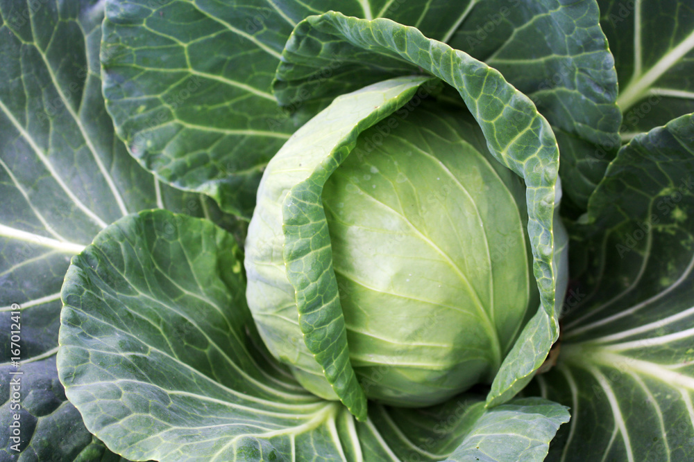 cabbage cabbage