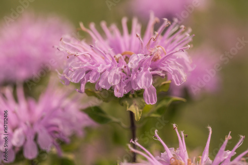 Close Up Bee Balm Flower