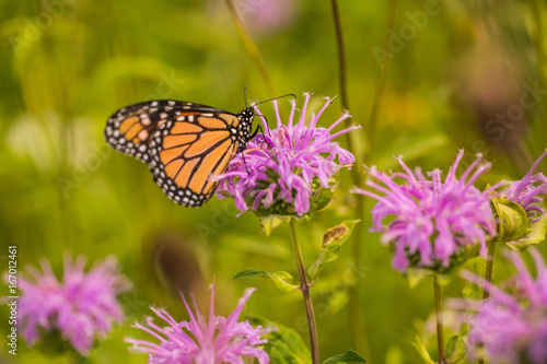 Monarch Butterfly on Bee Balm Flower © Carol
