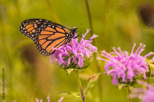 Canvas Print Monarch Butterfly on Bee Balm Wildflower