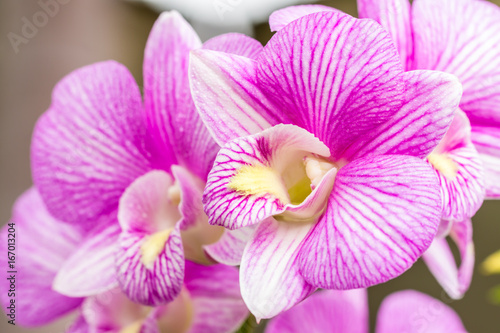 Purple orchid, Dendrobium.
