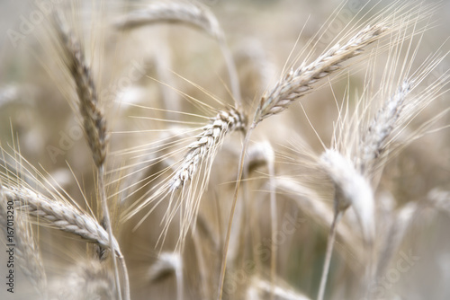 Wheat on field